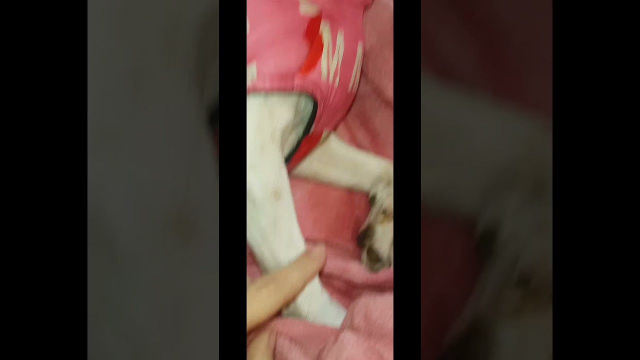 Amore che scodinzola piano 💞 