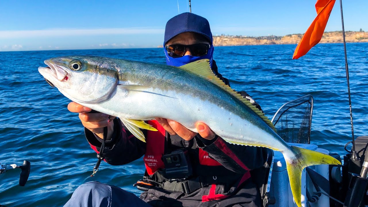 Kayak Fishing Sydney Harbour 14th September 2020 YouTube