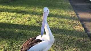 Young pelican - new HD camera test