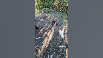 7 Months Old - Bantam Phoenix Qaib Dib Tw Ntev