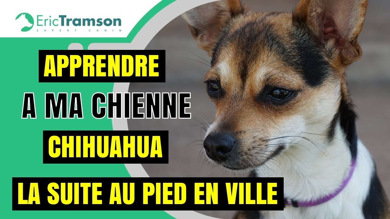 apprendre-mon-chihuahua-de-se-mettre-au-pied-de-se-promener-en-ville
