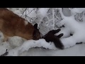 Первый снег.  Первый  соболь.Охота с лайками в Сибири.