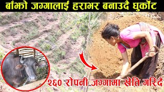 बाँझो जग्गा हराभरा बनाउदै धुर्काेट । Bajo Jagga Harabhara Banaudai Dhurkot