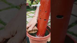 #എളുപ്പത്തില് #ചിരട്ടയിൽ #home ideas #tips #tower #gardening #പത്തുമണി #easy planting #shorts #