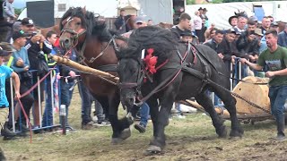 Concurs cu cai de tractiune Proba de dublu   Mediesu Aurit, Satu mare 17 Iunie 2023 No!!!