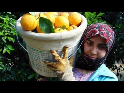 Video: Portakal Nasıl Hasat Edilir - Bahçede Portakal Toplamak İçin İpuçları