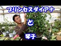 生産者のクレマチス品種解説！（プリンセスダイアナ・琴子）