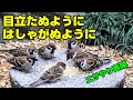 植木鉢でバードフィーダー（野鳥の餌台）番外編7ミカン～ジョウビタキ/スズメ/メジロ/ハイタカ（回想）
