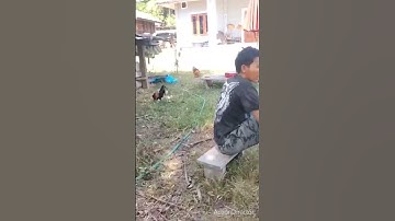 Qaib F1 quas zoo cuag qaib qus( muag mus lawm)