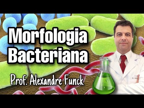 Vídeo: Que arranjo morfológico bacteriano pode ser observado?