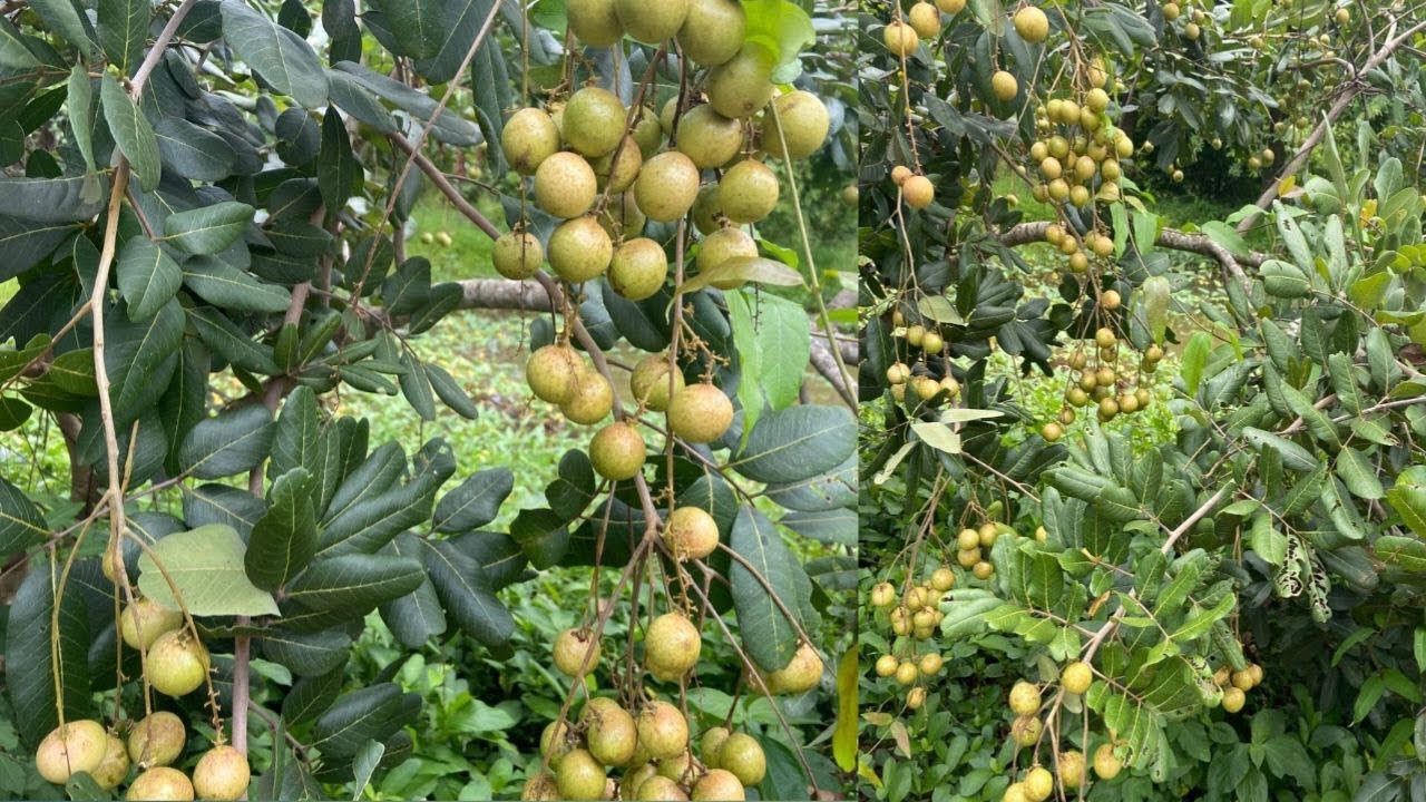 How to grow Longans at home quickly and get fast results