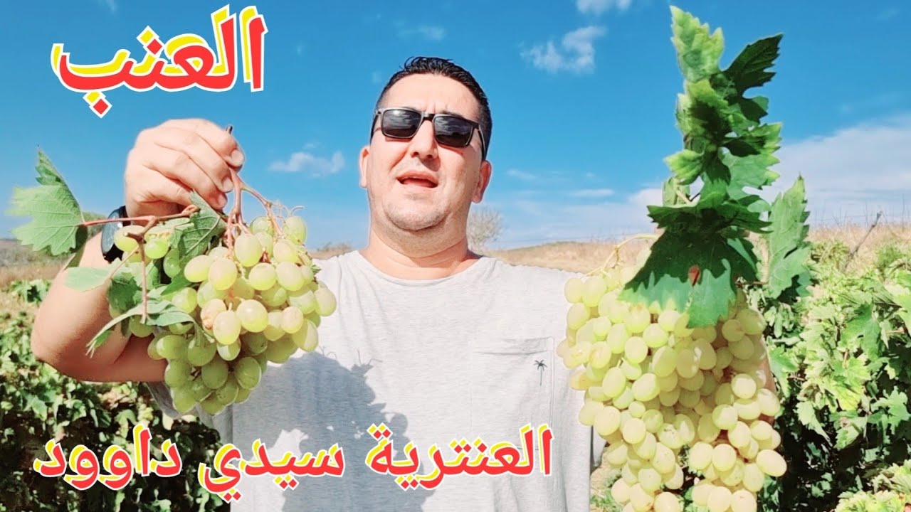العنب في العنترية سيدي داوود ولاية بومرداس مع خويا رياض