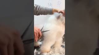 Bichon Frise Grooming | Dog Grooming | Puppy Grooming #dog #puppygrooming #poodle #grooming #animal