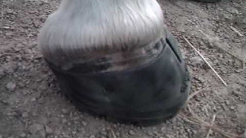 Easyboot Glove fitting RF