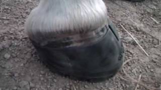 Easyboot Glove fitting RF
