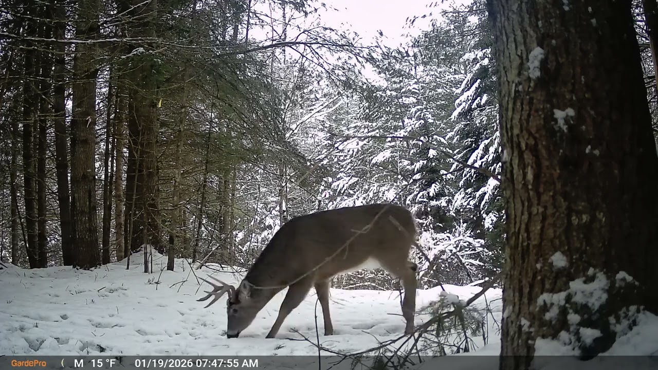 Nice 7 pointer passing through