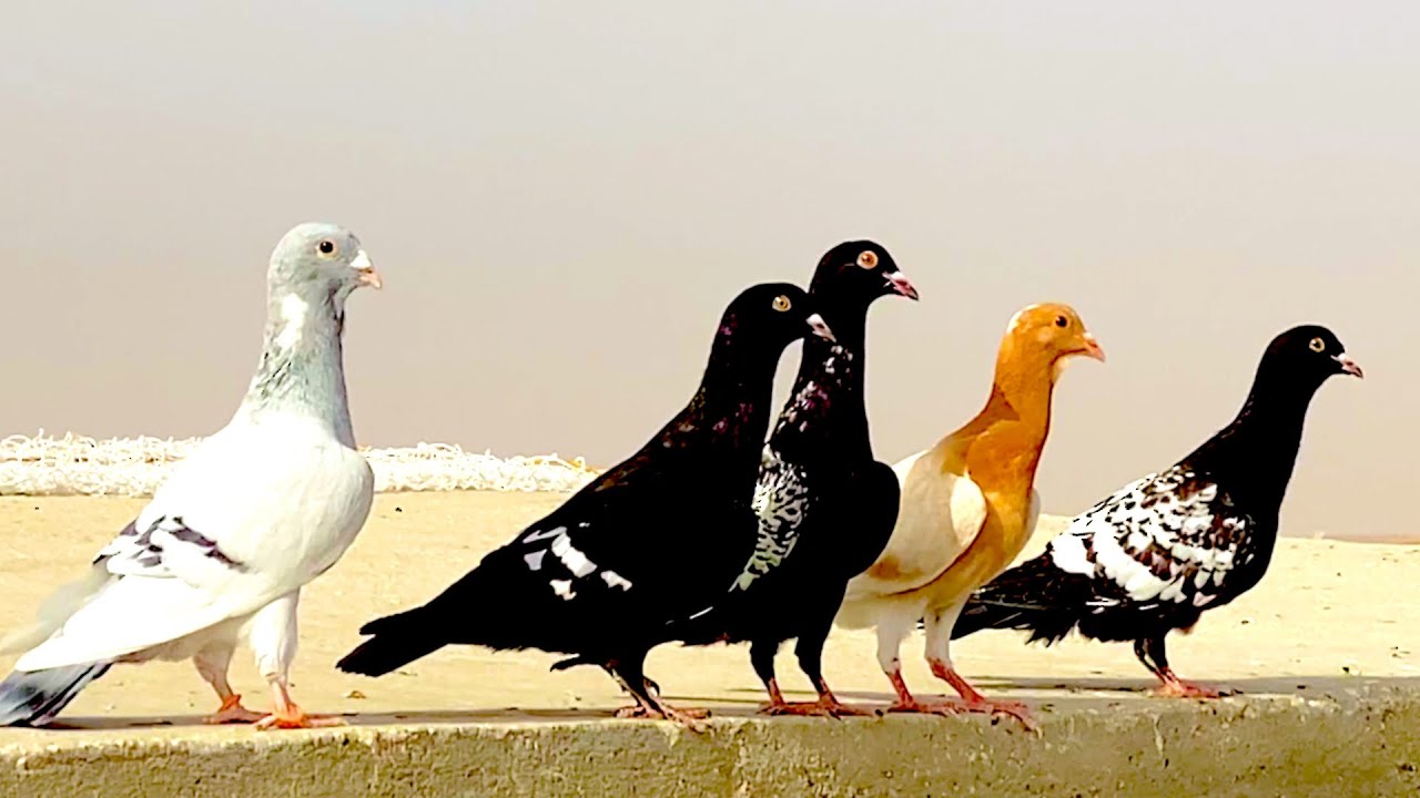 موضوع جرد الفراخ وايمت راح يبلش😳فعلا كلام مهم بالفيديو