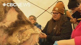 Watch These Hide Tanners At Work At The Dene Nahjo, Ykdfn Hide Camp