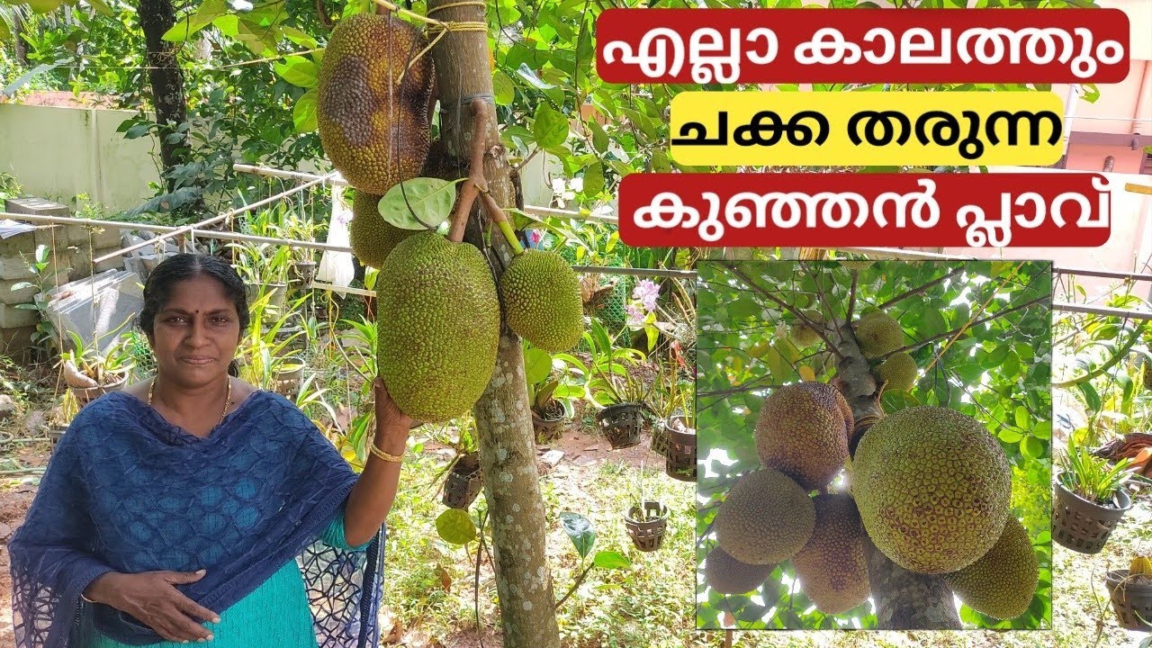 Jackfruit All season Vietnam super early Malayalam YouTube