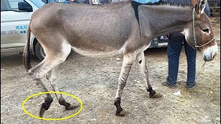 Rescue the neglected donkey! It can't walk, there's blood in its hooves!