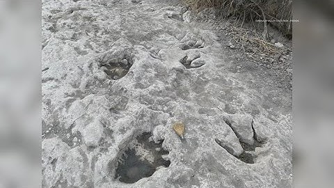 Large dinosaur tracks unearthed in dried-up Texas river