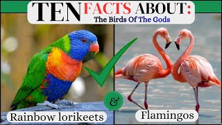 10 Facts About Rainbow Lorikeet & Flamingo| The Birds Of The Gods| Colorful Birds Of The Wild screenshot 4