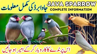 Java Finch Complete Information | Java Business in pakistan | Java Breeding Tips | Pro tips 2024