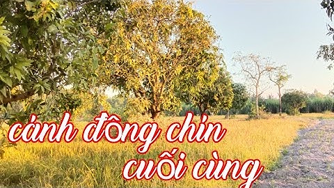 bẫy chuột ở đồng lúa chín hôm nay quá xá luôn, còn sót lại lại những con chuột mập ú