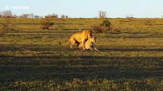 Rhino Cock-Blocking Two Mating Lions