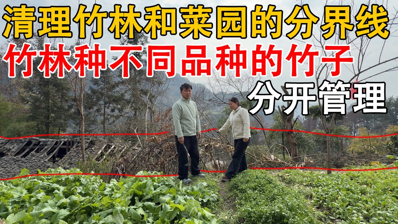 买老房子已经四个月了，夫妻俩清理竹林和菜园的边界线，准备把竹林种上不同品种的竹子