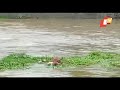 Flash flood for heavy rainfall submerges shajapur area in mp