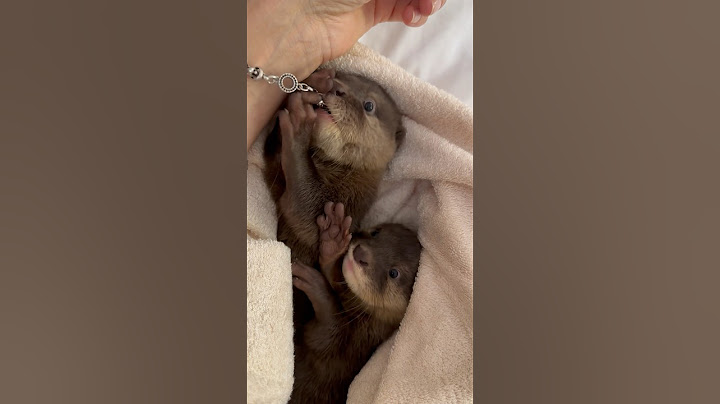 Домашние выдры, есть ли у них специальный кормушек для камушка