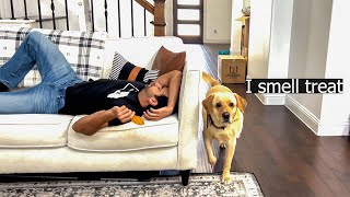 Pretending to Sleep with Treat in Hand Prank on my Dogs | Ye Umeed Nahi Thi 🤣 by Furry Friend 7,806 views 2 weeks ago 2 minutes, 17 seconds