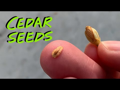 Video: Hoe krijg je zaden van een cederboom?