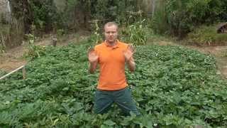 Как увеличить урожай батата?