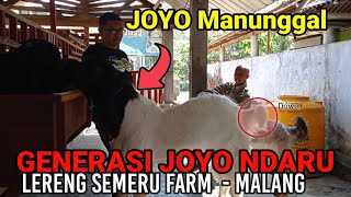 DOLAN KANDANG DI LERENG SEMERU FARM MALANG MELIHAT GENERASI KAMBING PERANAKAN ETAWA JOYO NDARU
