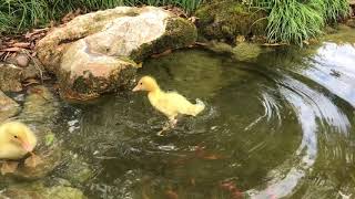 Baby Ducks Go 'Under' by William Storoe 20 views 6 years ago 38 seconds