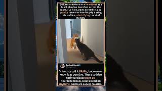 Play or Predation? Decoding Cat Body Language 🧠#BodyLanguage #CatSignals