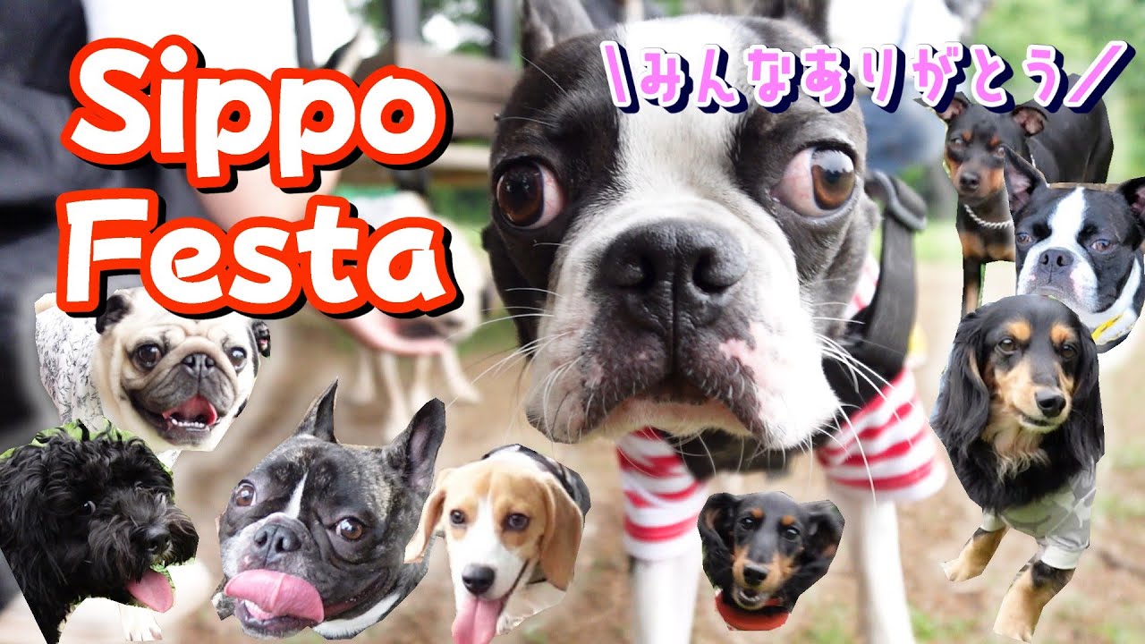 【しっぽフェスタ 2025春】犬が怖かったボステリが癒されてまた好きになれたイベント#ボストンテリア #フレンチブルドッグ #sippofesta
