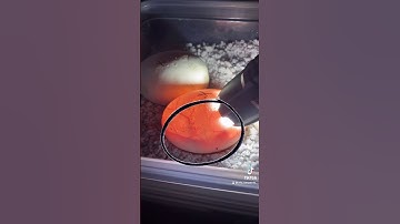 MOVEMENT INSIDE A BALL PYTHON EGG! #shorts