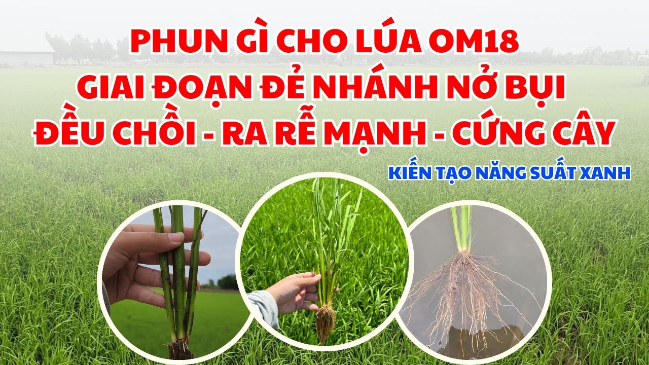 BVN - PHUN GÌ CHO LÚA OM18 GIAI ĐOẠN ĐẺ NHÁNH NỞ BỤI - ĐỀU CHỒI - RA RỄ ...