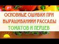 Основные ошибки при выращивании рассады томатов и перцев