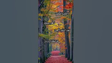 #قرآن #سورة التين والزيتون #الشيخ محمد البراك