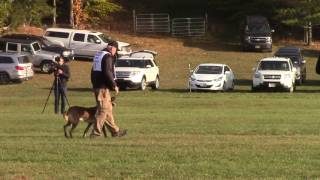 Graff Obedience 2016 AWMA Nationals