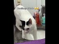 #cat #cats #catshorts #catvideos #catlove #catlovers #gato #gatos #pet #pets #petlover #petlovers