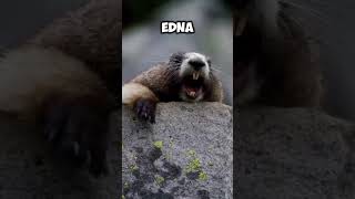 Marmota Gritando Edna
