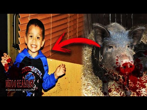 Niño Dado De Comer A Los Cerdos