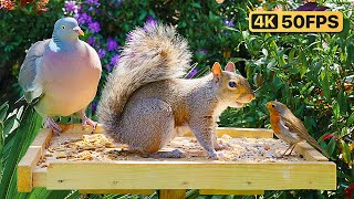 Cat TV for Cats to Watch  Squirrels Raid the Bird Table  Bird Videos for Cats (4K)