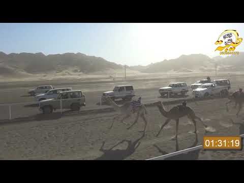 طماعه ل مبروك بن معتق الرشيدي ابكار مقاريد ل مسافة ال 1500 متر