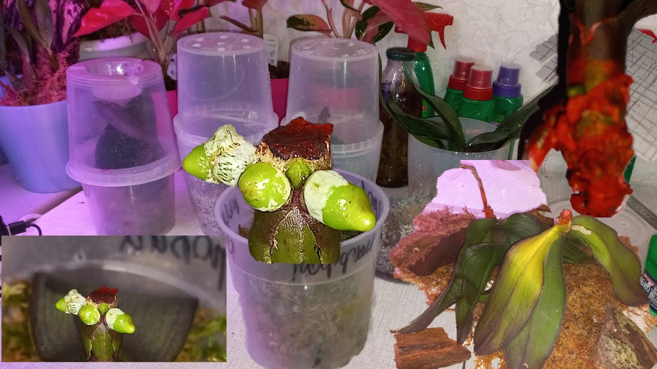 Реанимация ОРХИДЕЙ 👍АЛОЭ УБИЛ , ЛИМОН 🍋 ОЖИВИЛ  + НАТУРАЛЬНЫЙ ВИТАЛАЙЗЕР ! ЕСТЬ НОВОСТИ